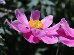 Japan-Herbst-Anemone 'Prinz Heinrich' -Günstiges Garten Zart Geschäft japan herbst anemone prinz heinrich m055692 w 2