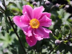 Japan-Herbst-Anemone 'Prinz Heinrich' -Günstiges Garten Zart Geschäft japan herbst anemone prinz heinrich m055692 w 3