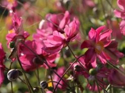 Japan-Herbst-Anemone 'Prinz Heinrich' -Günstiges Garten Zart Geschäft japan herbst anemone prinz heinrich m055692 w 8