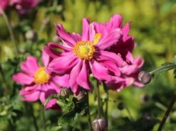 Japan-Herbst-Anemone 'Prinz Heinrich' -Günstiges Garten Zart Geschäft japan herbst anemone prinz heinrich m055692 w 9