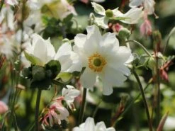 Japan-Herbst-Anemone 'Whirlwind' -Günstiges Garten Zart Geschäft japan herbst anemone whirlwind m010936 w 10