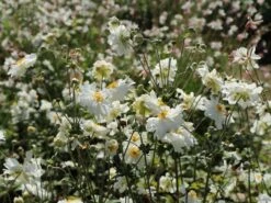 Japan-Herbst-Anemone 'Whirlwind' -Günstiges Garten Zart Geschäft japan herbst anemone whirlwind m010936 w 11