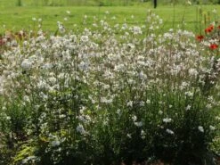 Japan-Herbst-Anemone 'Whirlwind' -Günstiges Garten Zart Geschäft japan herbst anemone whirlwind m010936 w 12