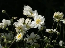 Japan-Herbst-Anemone 'Whirlwind' -Günstiges Garten Zart Geschäft japan herbst anemone whirlwind m010936 w 6