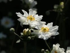 Japan-Herbst-Anemone 'Whirlwind' -Günstiges Garten Zart Geschäft japan herbst anemone whirlwind m010936 w 7