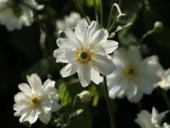 Japan-Herbst-Anemone 'Whirlwind' -Günstiges Garten Zart Geschäft japan herbst anemone whirlwind m010936 w 9