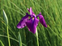 Japanische Sumpf-Schwertlilie