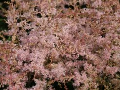 Kahle Prachtspiere 'Sprite'