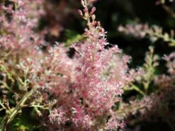 Kahle Prachtspiere 'Sprite' -Günstiges Garten Zart Geschäft kahle prachtspiere sprite m057865 w 1