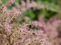 Kahle Prachtspiere 'Sprite' -Günstiges Garten Zart Geschäft kahle prachtspiere sprite m057865 w 2