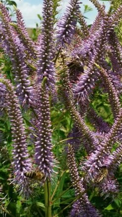 Kandelaber-Ehrenpreis 'Fascination' -Günstiges Garten Zart Geschäft kandelaber ehrenpreis fascination m079358 588721 0