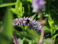 Kandelaber-Ehrenpreis 'Fascination' -Günstiges Garten Zart Geschäft kandelaber ehrenpreis fascination m079358 w 3