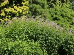 Kandelaber-Ehrenpreis 'Fascination' -Günstiges Garten Zart Geschäft kandelaber ehrenpreis fascination m079358 w 4