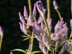 Kandelaber-Ehrenpreis 'Fascination' -Günstiges Garten Zart Geschäft kandelaber ehrenpreis fascination m079358 w 5