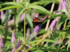 Kandelaber-Ehrenpreis 'Fascination' -Günstiges Garten Zart Geschäft kandelaber ehrenpreis fascination m079358 w 6