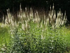 Kandelaber-Ehrenpreis 'Album'