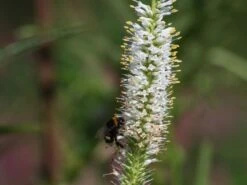 Kandelaber-Ehrenpreis 'Album' -Günstiges Garten Zart Geschäft kandelaberehrenpreis album m079356 w 0