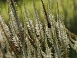 Kandelaber-Ehrenpreis 'Album' -Günstiges Garten Zart Geschäft kandelaberehrenpreis album m079356 w 1