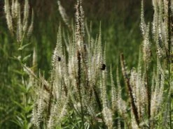 Kandelaber-Ehrenpreis 'Album' -Günstiges Garten Zart Geschäft kandelaberehrenpreis album m079356 w 2