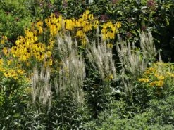 Kandelaber-Ehrenpreis 'Album' -Günstiges Garten Zart Geschäft kandelaberehrenpreis album m079356 w 4