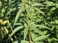 Kandelaber-Ehrenpreis 'Fascination' -Günstiges Garten Zart Geschäft kandelaberehrenpreis fascination m079358 w 1