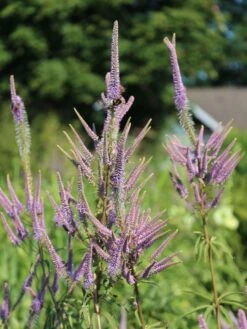 Kandelaber-Ehrenpreis 'Fascination' -Günstiges Garten Zart Geschäft kandelaberehrenpreis fascination m079358 w 2