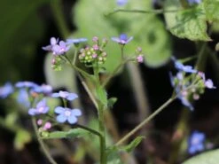 Kaukasus-Vergissmeinnicht 'Looking Glass' -Günstiges Garten Zart Geschäft kaukasus vergissmeinnicht looking glass m077202 w 0 1