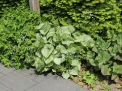 Kaukasus-Vergissmeinnicht 'Looking Glass' -Günstiges Garten Zart Geschäft kaukasus vergissmeinnicht looking glass m077202 w 0