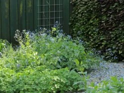 Kaukasus-Vergissmeinnicht 'Looking Glass' -Günstiges Garten Zart Geschäft kaukasus vergissmeinnicht looking glass m077202 w 1 1