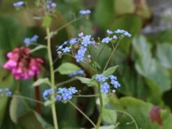 Kaukasus-Vergissmeinnicht 'Looking Glass' -Günstiges Garten Zart Geschäft kaukasus vergissmeinnicht looking glass m077202 w 1