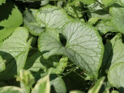 Kaukasus-Vergissmeinnicht 'Looking Glass' -Günstiges Garten Zart Geschäft kaukasus vergissmeinnicht looking glass m077202 w 2 1