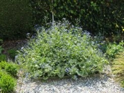 Kaukasus-Vergissmeinnicht 'Looking Glass' -Günstiges Garten Zart Geschäft kaukasus vergissmeinnicht looking glass m077202 w 2