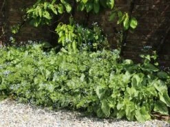 Kaukasus-Vergissmeinnicht 'Looking Glass' -Günstiges Garten Zart Geschäft kaukasus vergissmeinnicht looking glass m077202 w 3 1