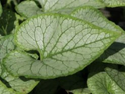 Kaukasus-Vergissmeinnicht 'Looking Glass' -Günstiges Garten Zart Geschäft kaukasus vergissmeinnicht looking glass m077202 w 3