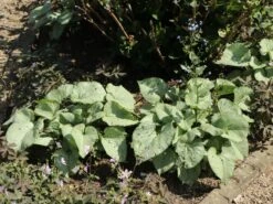 Kaukasus-Vergissmeinnicht 'Looking Glass' -Günstiges Garten Zart Geschäft kaukasus vergissmeinnicht looking glass m077202 w 4 1