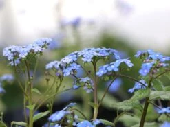 Kaukasus-Vergissmeinnicht 'Looking Glass' -Günstiges Garten Zart Geschäft kaukasus vergissmeinnicht looking glass m077202 w 4