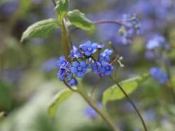 Kaukasus-Vergissmeinnicht 'Looking Glass' -Günstiges Garten Zart Geschäft kaukasus vergissmeinnicht looking glass m077202 w 5