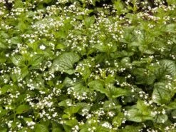 Kaukasus-Vergissmeinnicht 'Mr Morse' -Günstiges Garten Zart Geschäft kaukasus vergissmeinnicht mr morse m078135 w 0 1