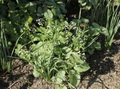 Kaukasus-Vergissmeinnicht 'Mr Morse' -Günstiges Garten Zart Geschäft kaukasus vergissmeinnicht mr morse m078135 w 0