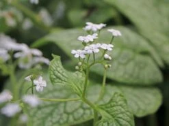 Kaukasus-Vergissmeinnicht 'Mr Morse' -Günstiges Garten Zart Geschäft kaukasus vergissmeinnicht mr morse m078135 w 2