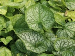 Kaukasus-Vergissmeinnicht 'Mr Morse' -Günstiges Garten Zart Geschäft kaukasus vergissmeinnicht mr morse m078135 w 4