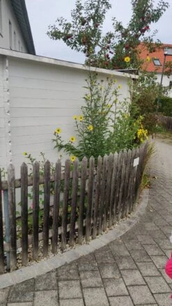 Kellermanns Sonnenblume -Günstiges Garten Zart Geschäft kellermanns sonnenblume m102737 1003020 0