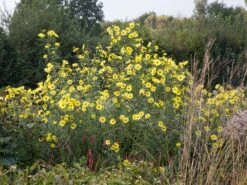 Kellermanns Sonnenblume