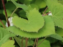 Kerzen-Goldkolben 'Zepter' -Günstiges Garten Zart Geschäft kerzen goldkolben zepter m075892 w 2