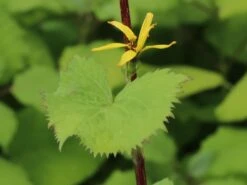 Kerzen-Goldkolben 'Zepter' -Günstiges Garten Zart Geschäft kerzen goldkolben zepter m075892 w 3