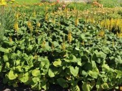 Kerzen-Goldkolben 'Zepter' -Günstiges Garten Zart Geschäft kerzen goldkolben zepter m075892 w 5