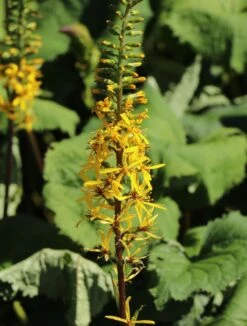 Kerzen-Goldkolben 'Zepter' -Günstiges Garten Zart Geschäft kerzen goldkolben zepter m075892 w 6