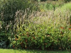 Kerzen-Knöterich 'Alba'