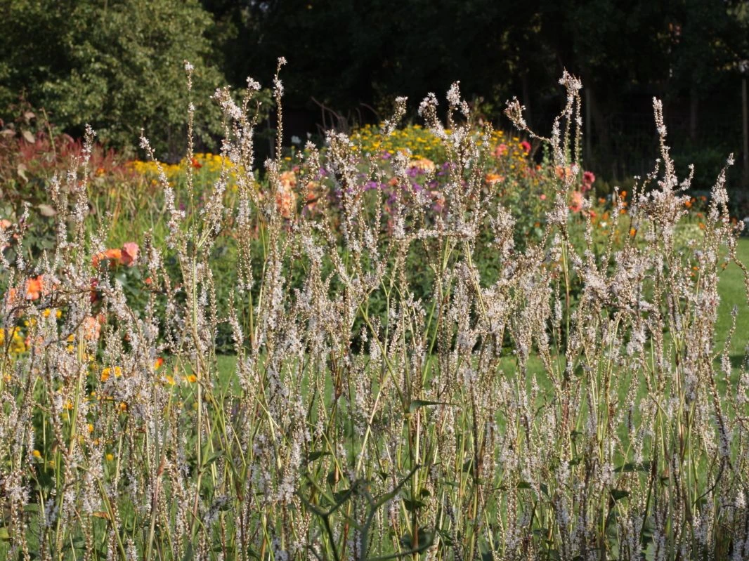 Kerzen-Knöterich 'Alba' 8 Kerzen-Knöterich 'Alba' – Bild 6