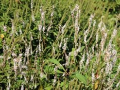 Kerzen-Knöterich 'Alba' 13 Kerzen-Knöterich 'Alba' -Günstiges Garten Zart Geschäft kerzen knoeterich alba m057931 w 1